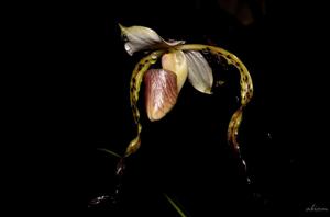 Paphiopedilum stonei