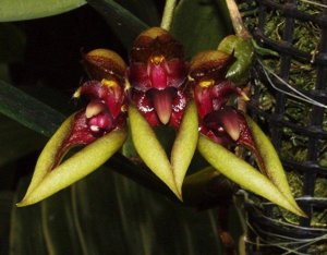 Bulbophyllum pingtungense