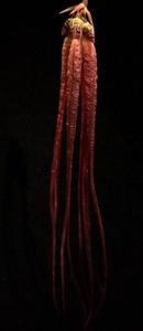 Bulbophyllum plumatum