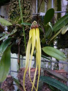 Bulbophyllum plumatum