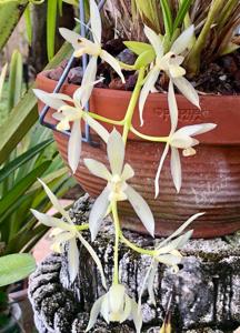 Cymbidium dayanum