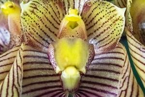 Bulbophyllum bicolor