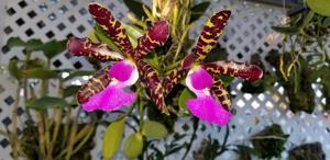 Cattleya aclandiae