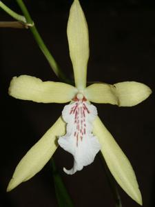 Miltonia flavescens