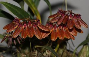 Bulbophyllum pumilio
