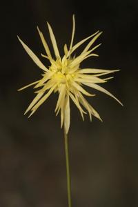 Bulbophyllum purpurascens