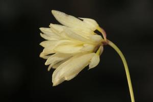 Bulbophyllum purpurascens