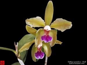 Cattleya granulosa