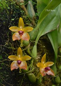 Bulbophyllum pustulatum