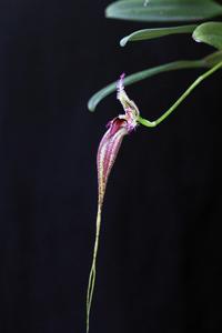 Bulbophyllum fascinator