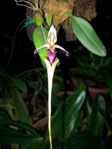 Bulbophyllum appendiculatum