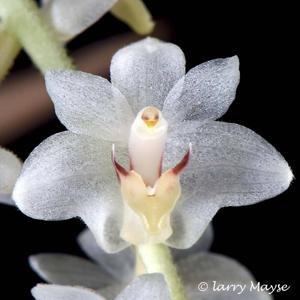 Bryobium hyacinthoides