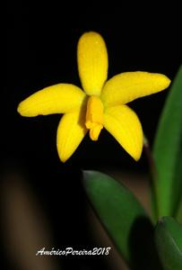 Cattleya bradei