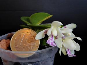 Phalaenopsis japonica