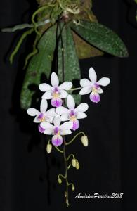 Phalaenopsis lindenii