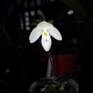 Paphiopedilum thaianum