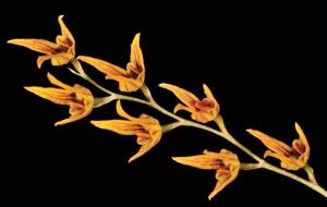 Bulbophyllum reptans