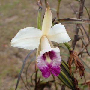 Arundina graminifolia
