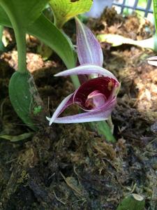 Bulbophyllum reticulatum