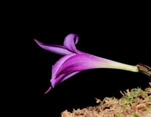 Pleione saxicola