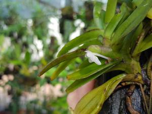 Cleisocentron malipoense