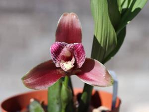 Lycaste xanthocheila