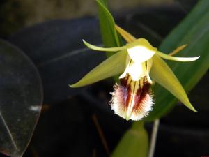 Coelogyne speciosa