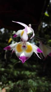 Dendrobium devonianum