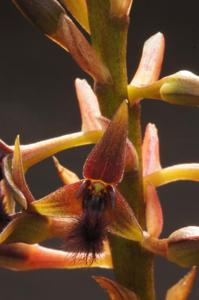 Bulbophyllum saltatorium