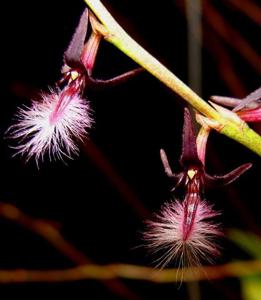 Bulbophyllum saltatorium