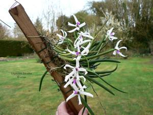 Leptotes bicolor