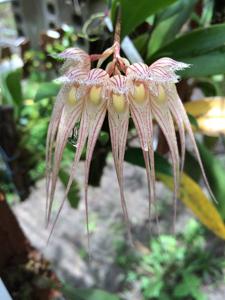 Bulbophyllum sanguineopunctatum