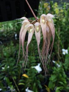 Bulbophyllum sanguineopunctatum