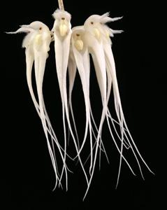 Bulbophyllum sanguineopunctatum