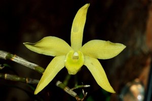 Dendrobium wilsonii