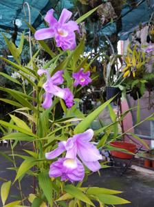 Sobralia rogersiana