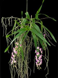 Aerides lawrenceae