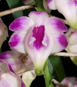 Aerides lawrenceae