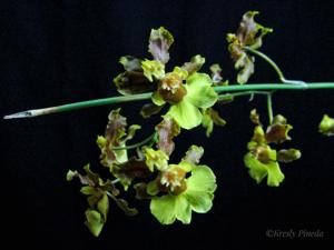 Oncidium dichromaticum