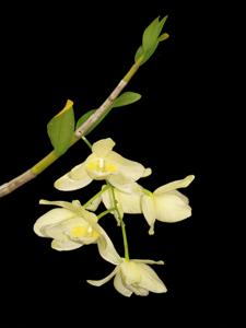 Dendrobium pulchellum