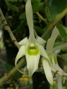 Dendrobium wilsonii