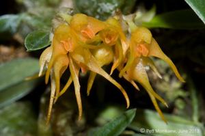 Bulbophyllum sutepense