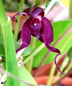 Pleurothallis phalangifera