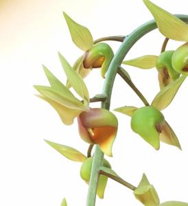 Catasetum fuchsii