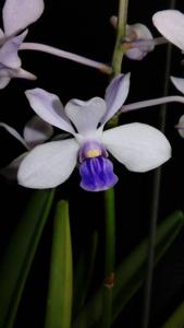 Vanda coerulescens