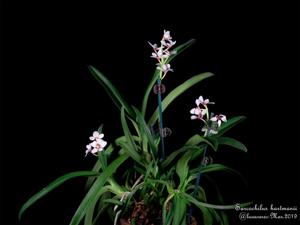 Sarcochilus hartmannii