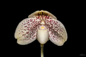 Paphiopedilum godefroyae