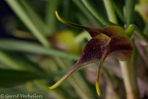 Masdevallia peristeria