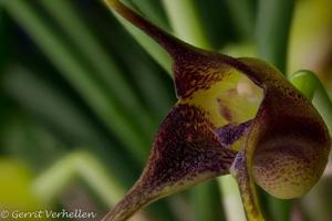 Masdevallia peristeria