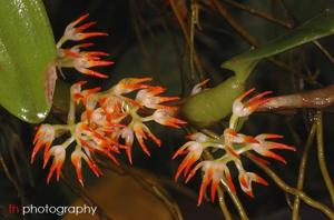 Bulbophyllum triflorum